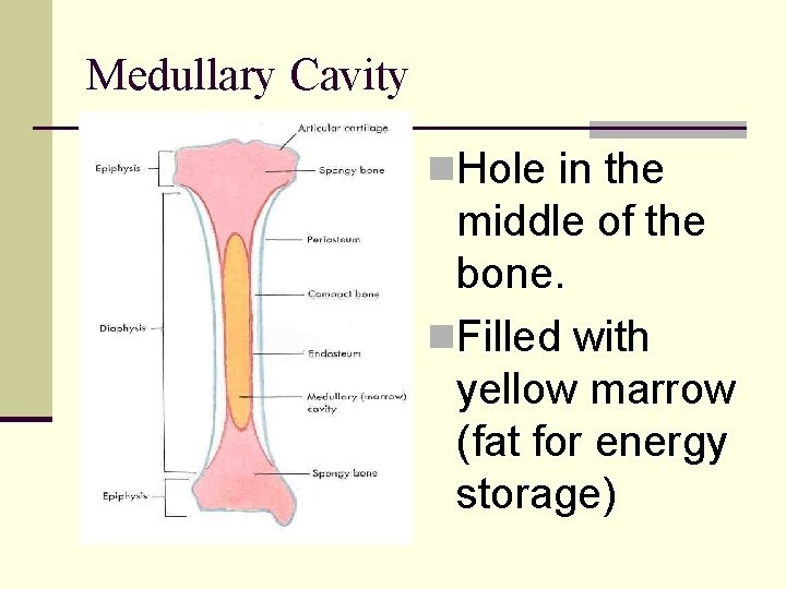 Medullary Cavity n. Hole in the middle of the bone. n. Filled with yellow