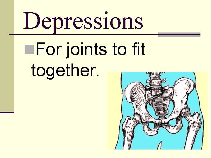 Depressions n. For joints to fit together. 