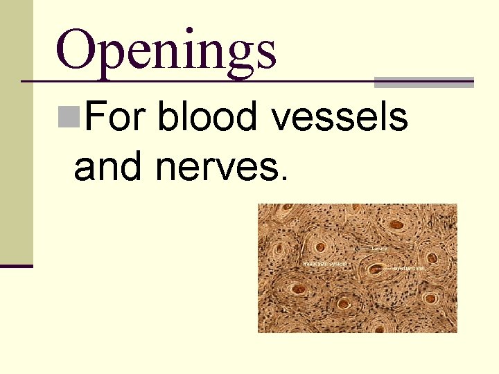 Openings n. For blood vessels and nerves. 