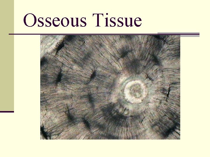 Osseous Tissue 