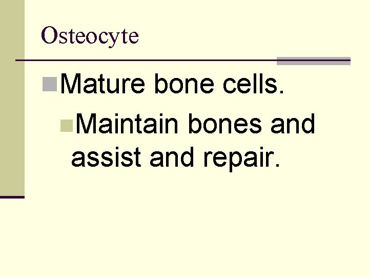 Osteocyte n. Mature bone cells. n. Maintain bones and assist and repair. 