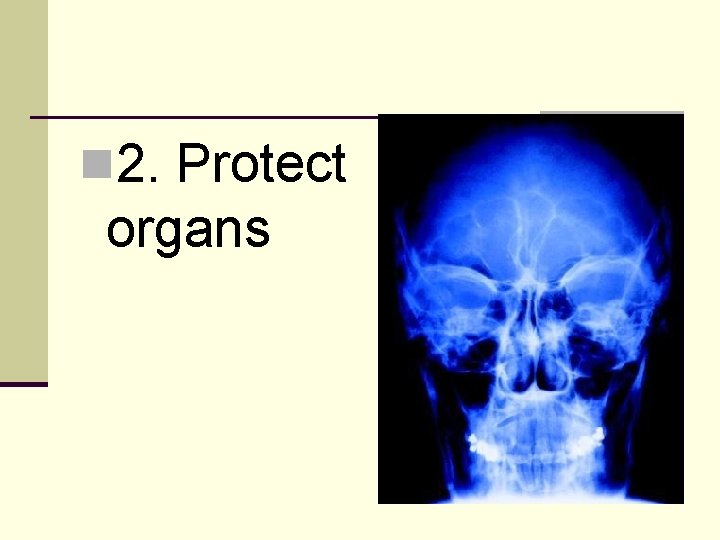 n 2. Protect organs 