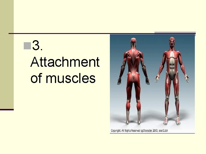 n 3. Attachment of muscles 