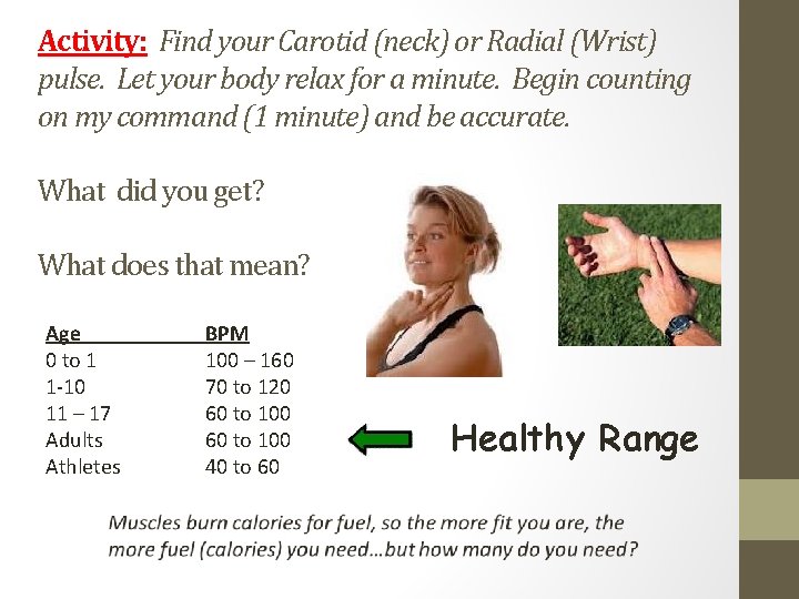 Activity: Find your Carotid (neck) or Radial (Wrist) pulse. Let your body relax for