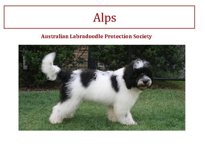 Alps Australian Labradoodle Protection Society 