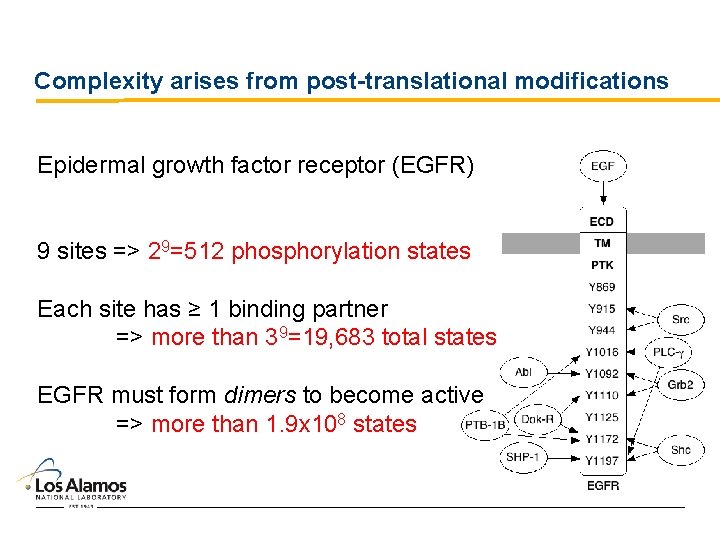 Complexity arises from post-translational modifications Epidermal growth factor receptor (EGFR) 9 sites => 29=512