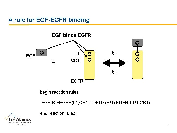 A rule for EGF-EGFR binding EGF binds EGFR EGF + L 1 CR 1