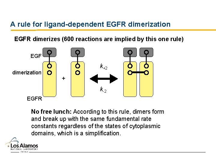 A rule for ligand-dependent EGFR dimerization EGFR dimerizes (600 reactions are implied by this