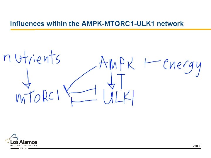 Influences within the AMPK-MTORC 1 -ULK 1 network Slide 4 