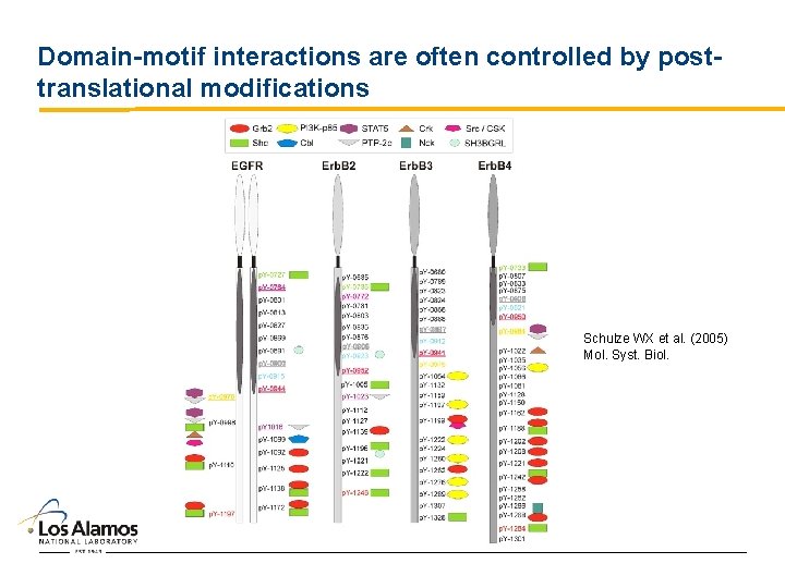 Domain-motif interactions are often controlled by posttranslational modifications Schulze WX et al. (2005) Mol.