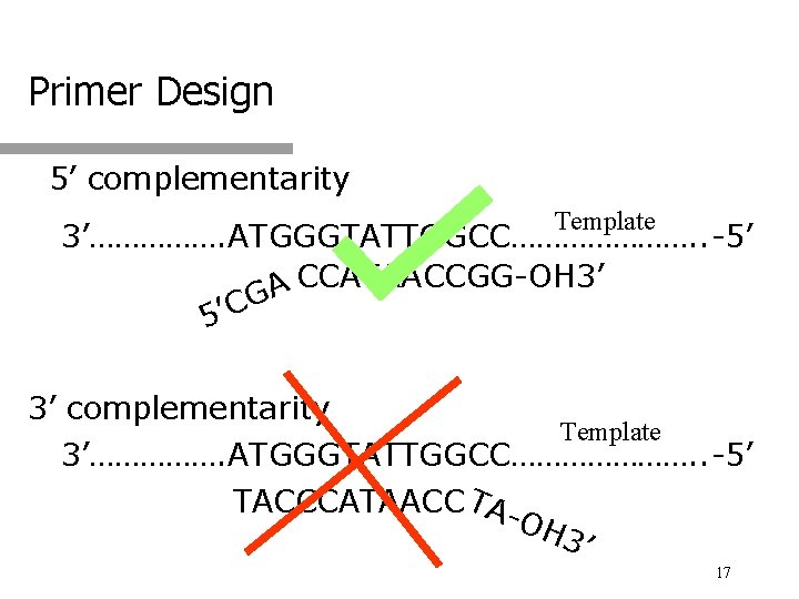 Primer Design 5’ complementarity Template 3’……………. ATGGGTATTGGCC…………………. . -5’ CCATAACCGG-OH 3’ A G C
