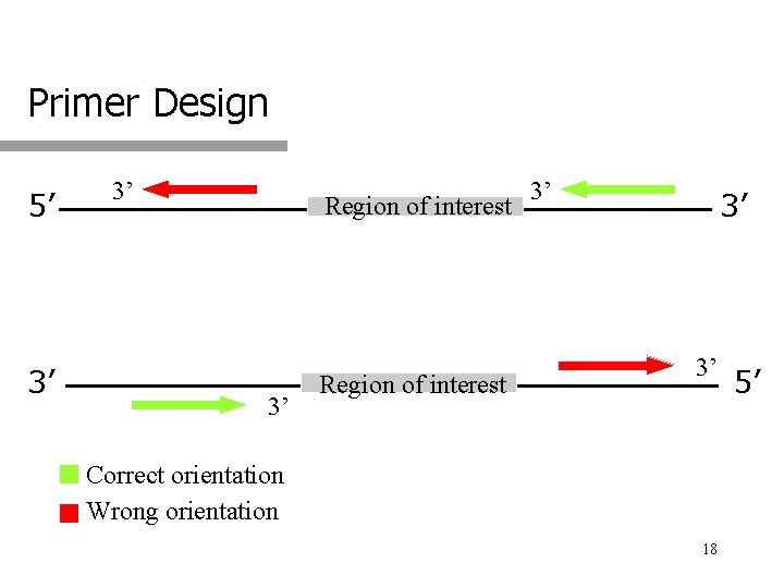 Primer Design 5’ 3’ 3’ Region of interest 3’ 3’ 3’ Correct orientation Wrong