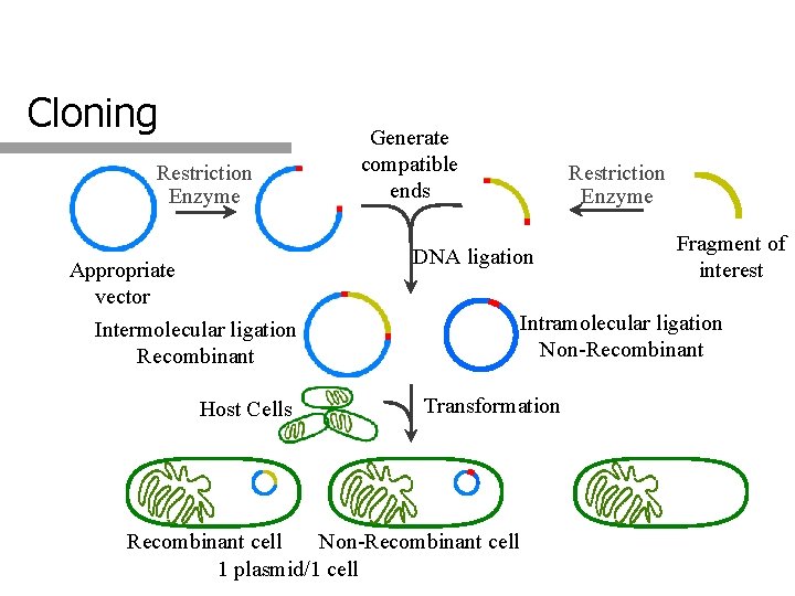 Cloning Restriction Enzyme Generate compatible ends Restriction Enzyme DNA ligation DNA Recombination Appropriate vector