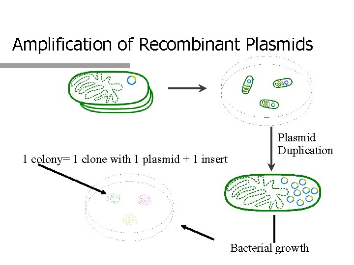 Amplification of Recombinant Plasmids 1 colony= 1 clone with 1 plasmid + 1 insert