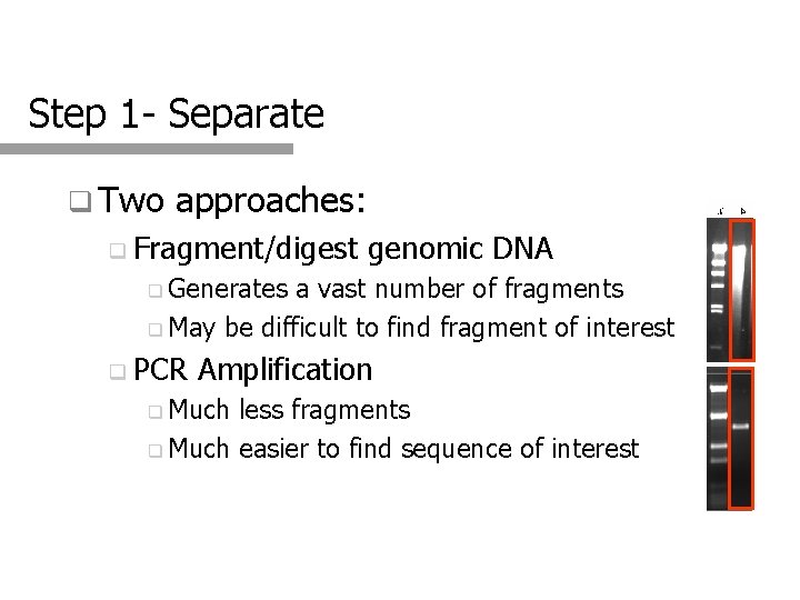 Step 1 - Separate q Two approaches: q Fragment/digest genomic DNA q Generates a