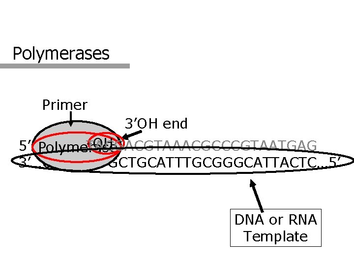 Polymerases Primer 3’OH end -OH 5’…GTACT TACGACGTAAACGCCCGTAATGAG Polymerase 3’…CATGAATGCTGCATTTGCGGGCATTACTC… 5’ DNA or RNA Template