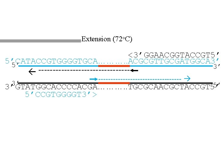 Extension (72 o. C) <3’GGAACGGTACCGT 5’ 5’CATACCGTGGGGTGCA………. . ACGCGTTGCGATGGCA 3’ 5’ 3’ ----------------- 3’