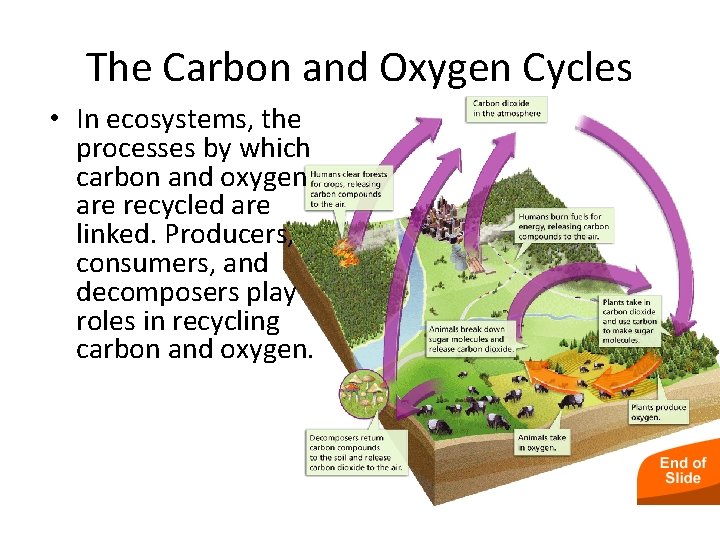 - Cycles of Matter The Carbon and Oxygen Cycles • In ecosystems, the processes