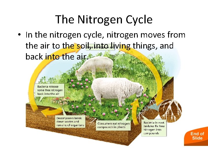 - Cycles of Matter The Nitrogen Cycle • In the nitrogen cycle, nitrogen moves