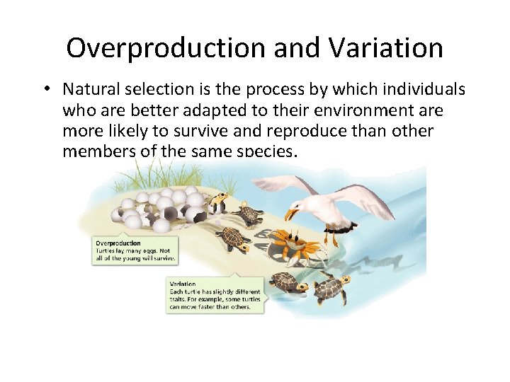 - Darwin’s Theory Overproduction and Variation • Natural selection is the process by which