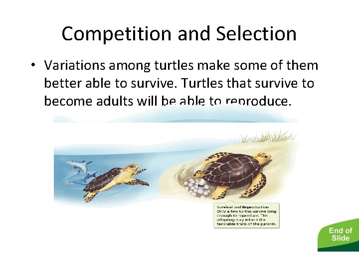 - Darwin’s Theory Competition and Selection • Variations among turtles make some of them