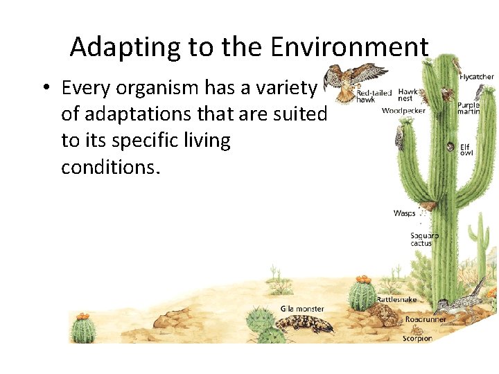 Interactions Among Living Things Adapting to the Environment • Every organism has a variety