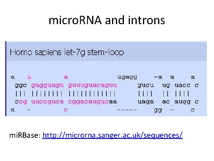 micro. RNA and introns mi. RBase: http: //microrna. sanger. ac. uk/sequences/ 