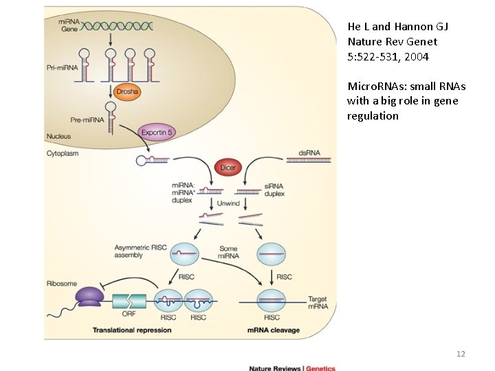 He L and Hannon GJ Nature Rev Genet 5: 522 -531, 2004 Micro. RNAs: