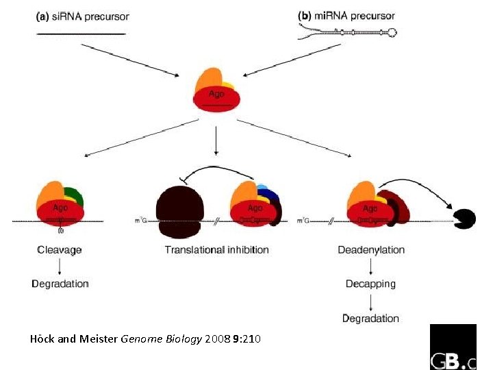 Höck and Meister Genome Biology 2008 9: 210 18 