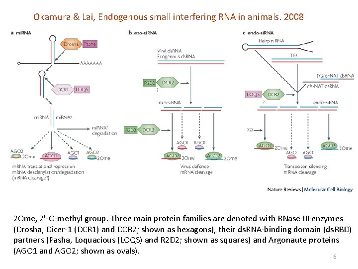 Okamura & Lai, Endogenous small interfering RNA in animals. 2008 2 Ome, 2'-O-methyl group.