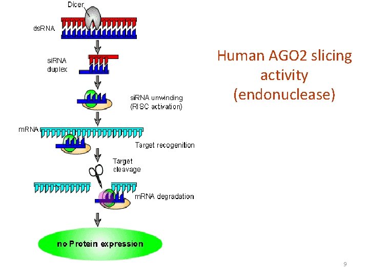 Human AGO 2 slicing activity (endonuclease) 9 