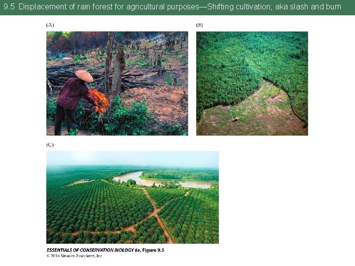 9. 5 Displacement of rain forest for agricultural purposes—Shifting cultivation; aka slash and burn