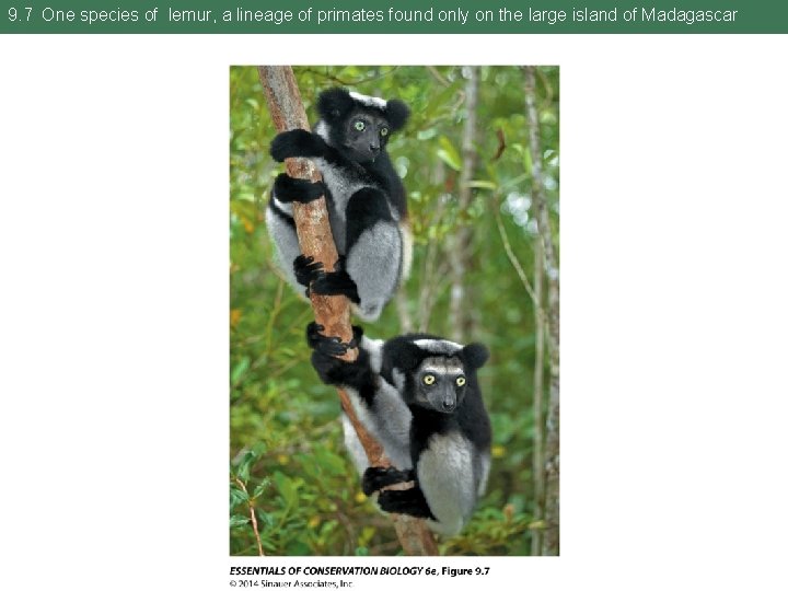 9. 7 One species of lemur, a lineage of primates found only on the