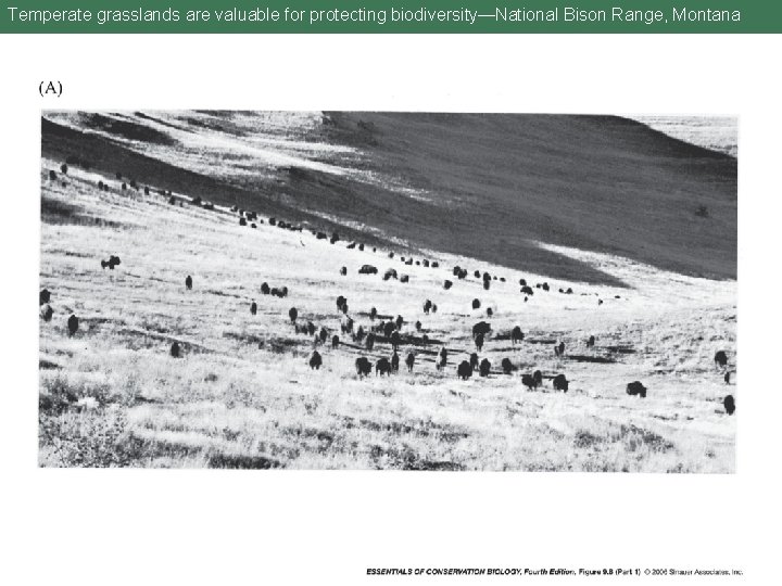 Temperate grasslands are valuable for protecting biodiversity—National Bison Range, Montana 