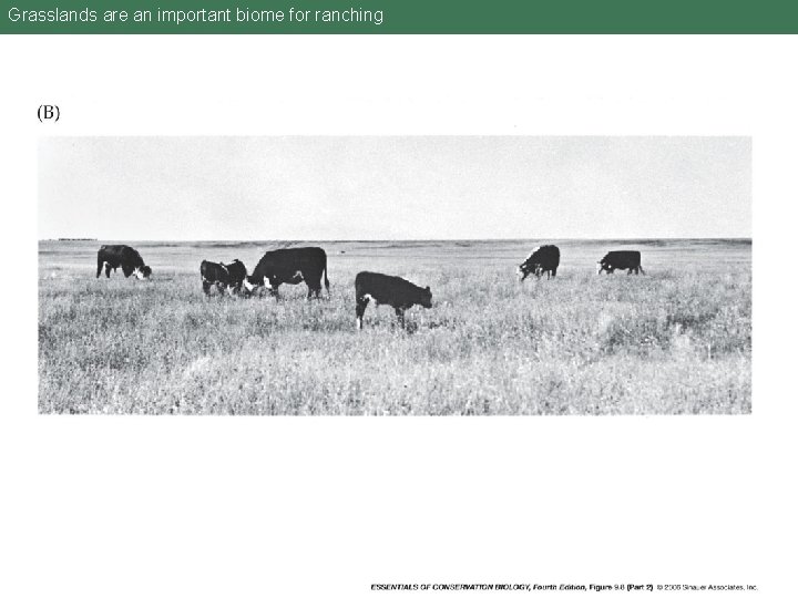 Grasslands are an important biome for ranching 