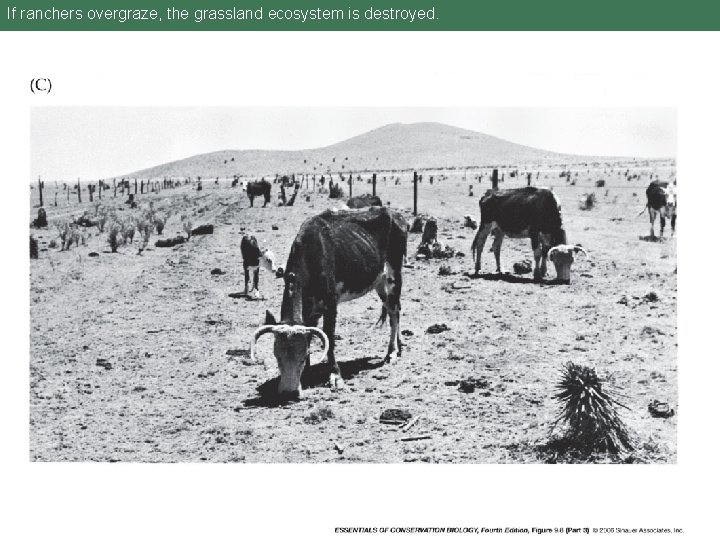 If ranchers overgraze, the grassland ecosystem is destroyed. 