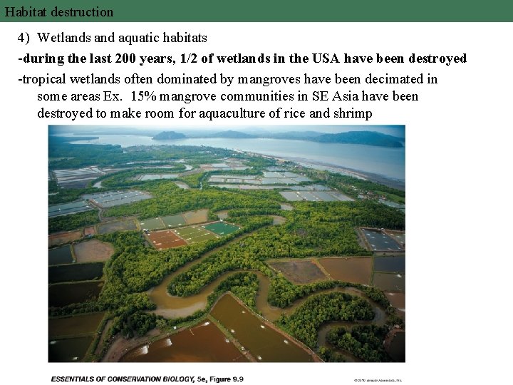 Habitat destruction 4) Wetlands and aquatic habitats -during the last 200 years, 1/2 of