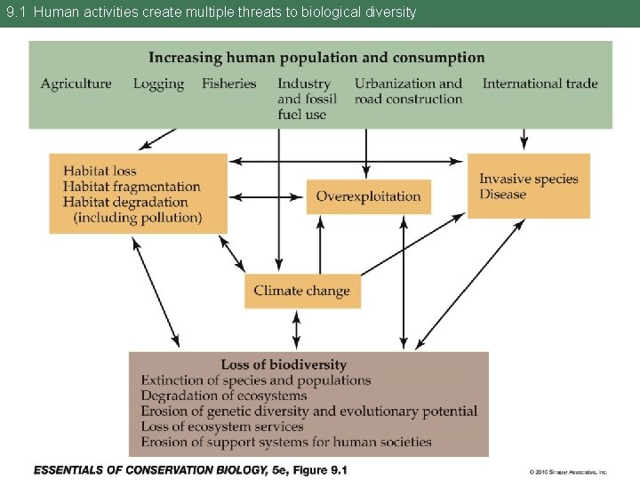 9. 1 Human activities create multiple threats to biological diversity 