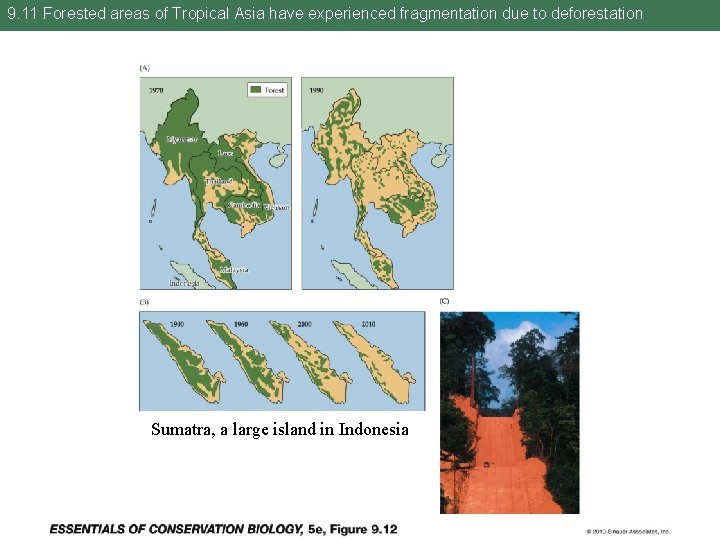 9. 11 Forested areas of Tropical Asia have experienced fragmentation due to deforestation Sumatra,