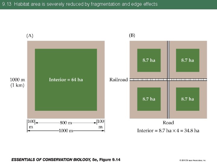 9. 13 Habitat area is severely reduced by fragmentation and edge effects 