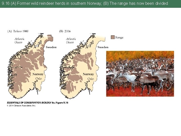 9. 16 (A) Former wild reindeer herds in southern Norway; (B) The range has