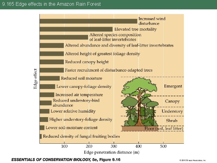 9. 165 Edge effects in the Amazon Rain Forest 