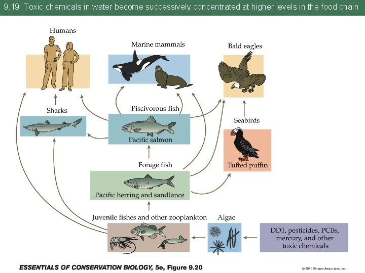 9. 19 Toxic chemicals in water become successively concentrated at higher levels in the