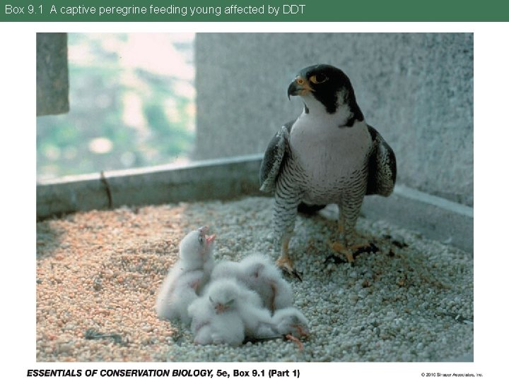 Box 9. 1 A captive peregrine feeding young affected by DDT 