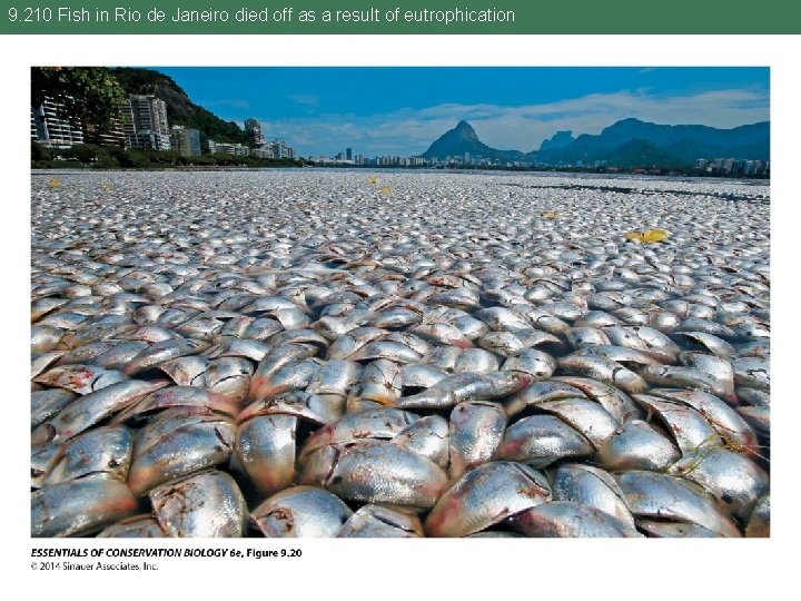 9. 210 Fish in Rio de Janeiro died off as a result of eutrophication
