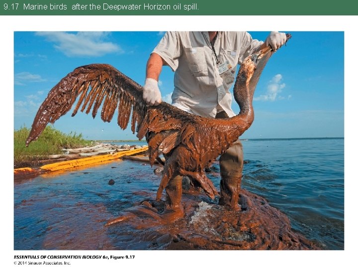 9. 17 Marine birds after the Deepwater Horizon oil spill. 
