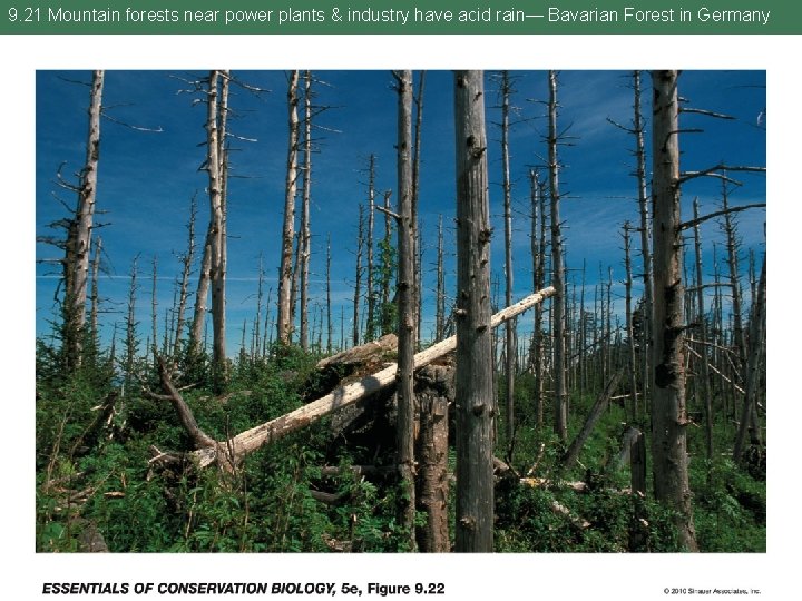 9. 21 Mountain forests near power plants & industry have acid rain— Bavarian Forest