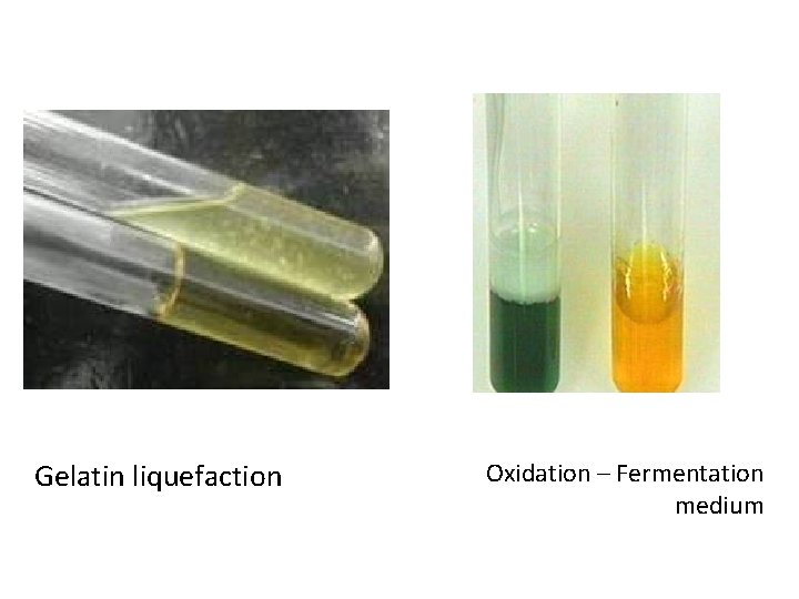 Gelatin liquefaction Oxidation – Fermentation medium Gelatin liquefaction Oxidation – Fermentation medium