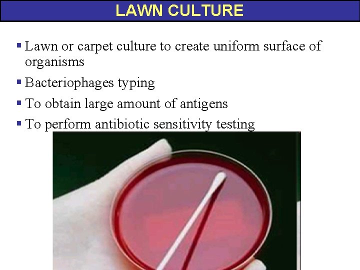 LAWN CULTURE § Lawn or carpet culture to create uniform surface of organisms §