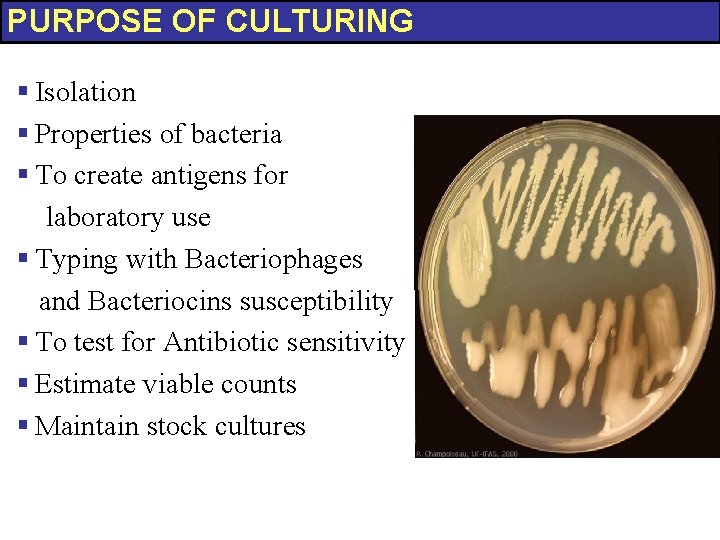 PURPOSE OF CULTURING § Isolation § Properties of bacteria § To create antigens for